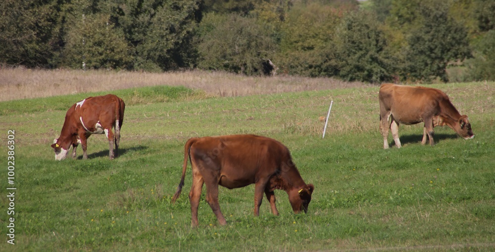 three cows in bavarian countryside on the meadow three cows in bavarian countryside on the meadow