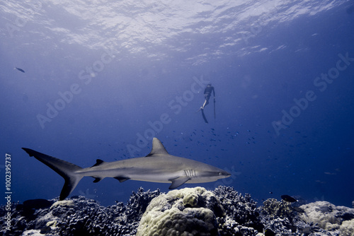 Spearfishing with Sharks In French Polynesia