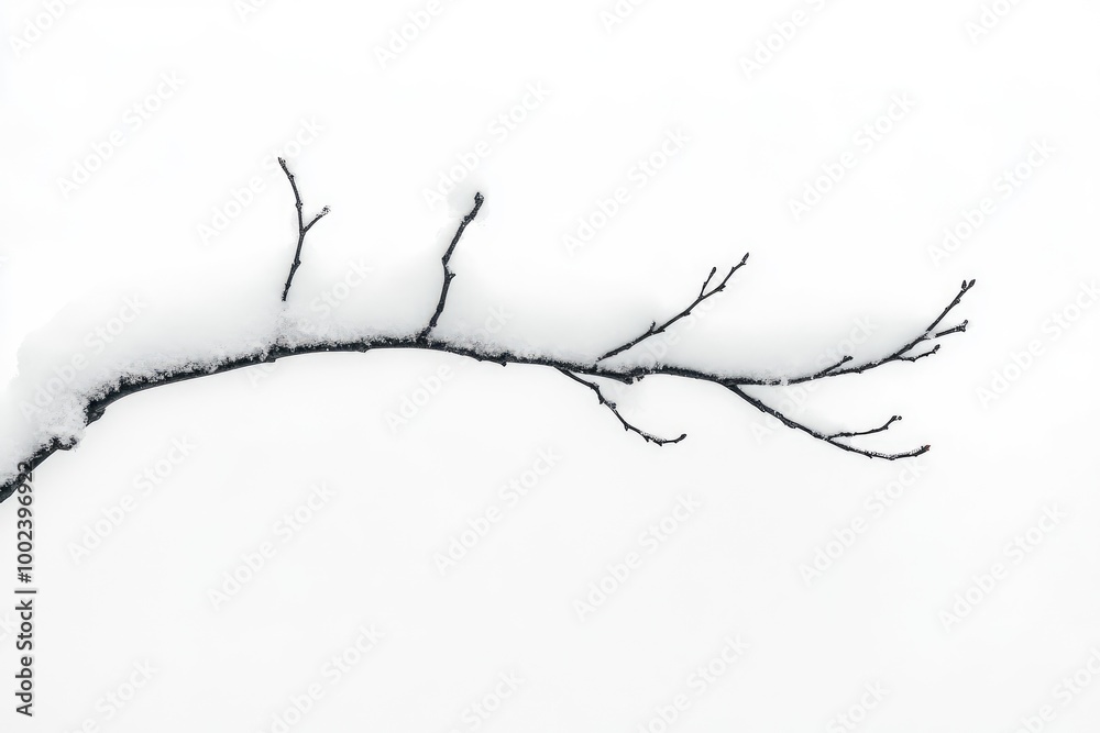 Obraz premium A Bare Branch Covered in Fresh Snow Against a White Background