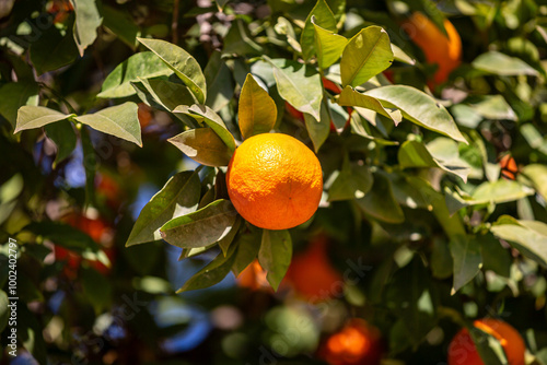 An orange tree laden with fruit, in the Spanish city of Seville