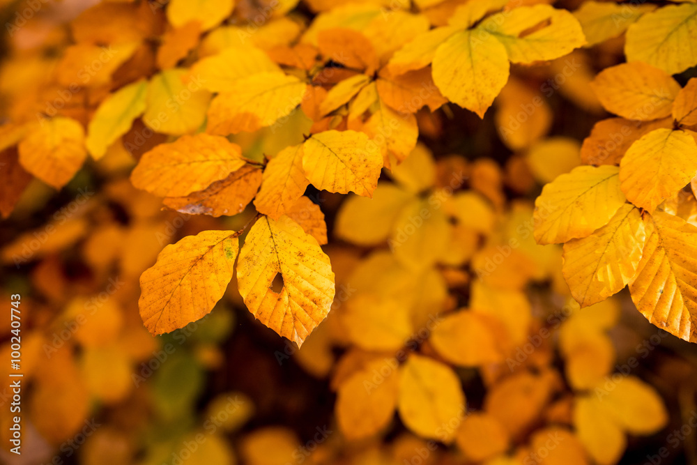 Golden autumn leaves in close-up Golden autumn leaves in close-up