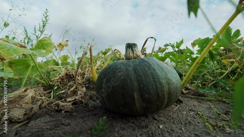 Pumpkin squash laying in a pumpkinfield, golden daylight photo