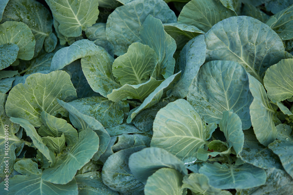 Close-up view of Green Cabbage growing in a vegetable garden Close-up view of Green Cabbage growing in a vegetable garden