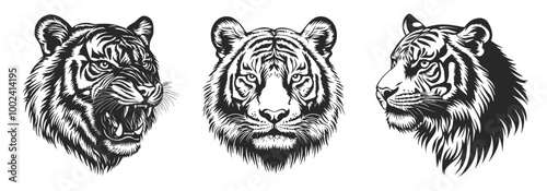 Tiger head face portrait set. Profile angry roaring animal. Front and side view. Wild striped savage predator mammal. Black and white simple linocut tatoo silhouette style. Isolated vector on white