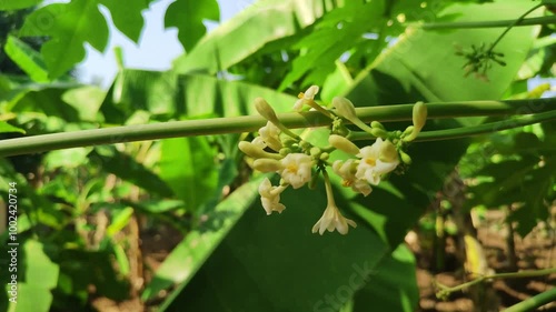 Footage of white blooming papaya flowers on its branch with blurry background
