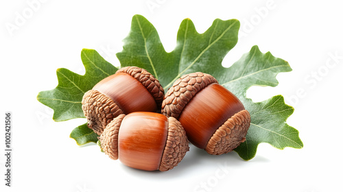 set of acorns and leaves