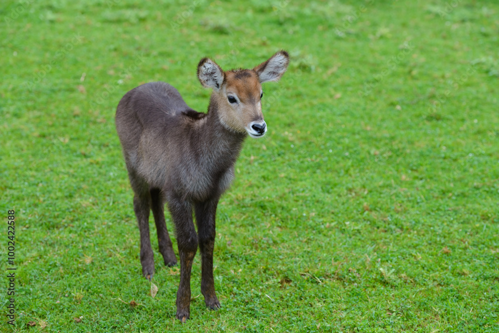 baby antelope on a green meadow, animals in their natural environment baby antelope on a green meadow, animals in their natural environment