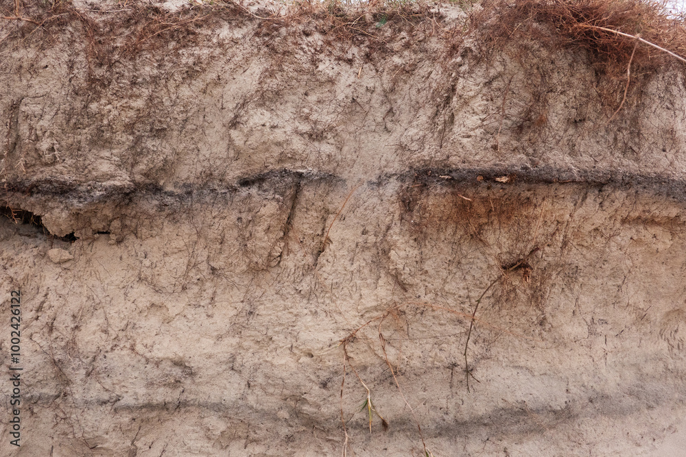 Detail of steep dune scarp after wave attack, roots of Marram grass and a thin layer of humic material Detail of steep dune scarp after wave attack, roots of Marram grass and a thin layer of humic material