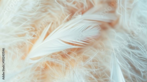 Delicate white feathers create a serene composition, gently layered on a soft background, catching soft natural light beautifully