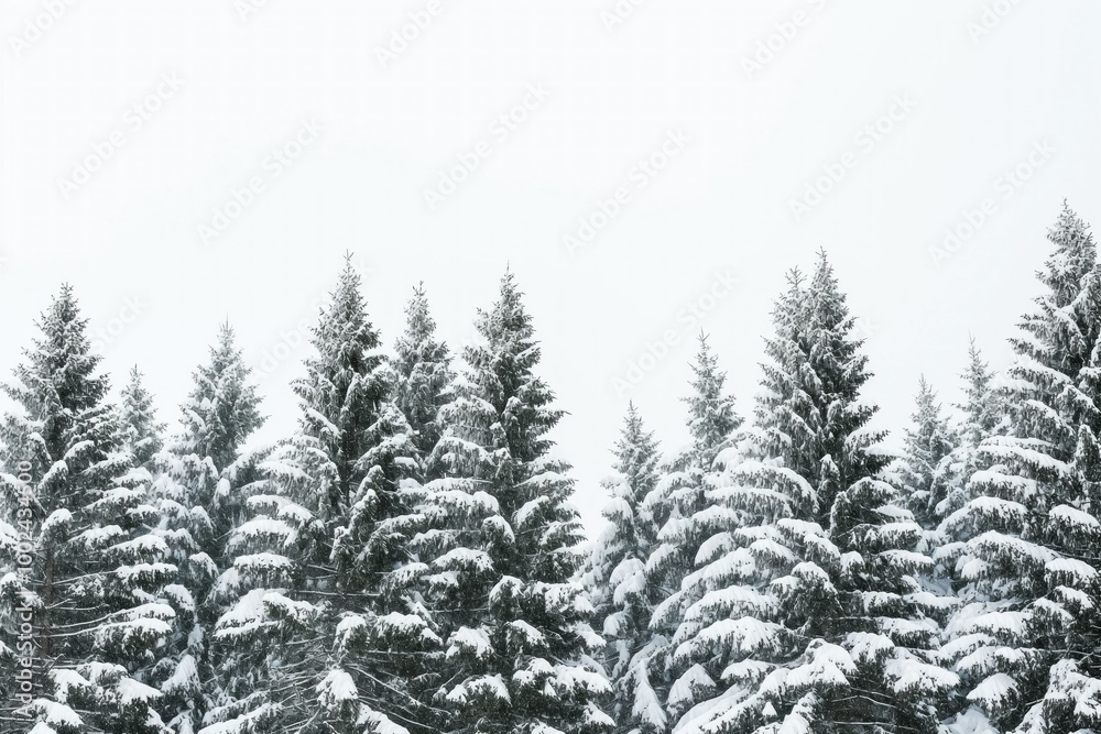 Snow-covered pine trees against white sky background, serene winter landscape. No people, just natural beauty, high mountain view, scenic tour destination. Snow-covered pine trees against white sky background, serene winter landscape. No people, just natural beauty, high mountain view, scenic tour destination.