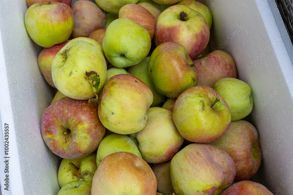 Apfel in der Box nach der Ernte Apfel in der Box nach der Ernte