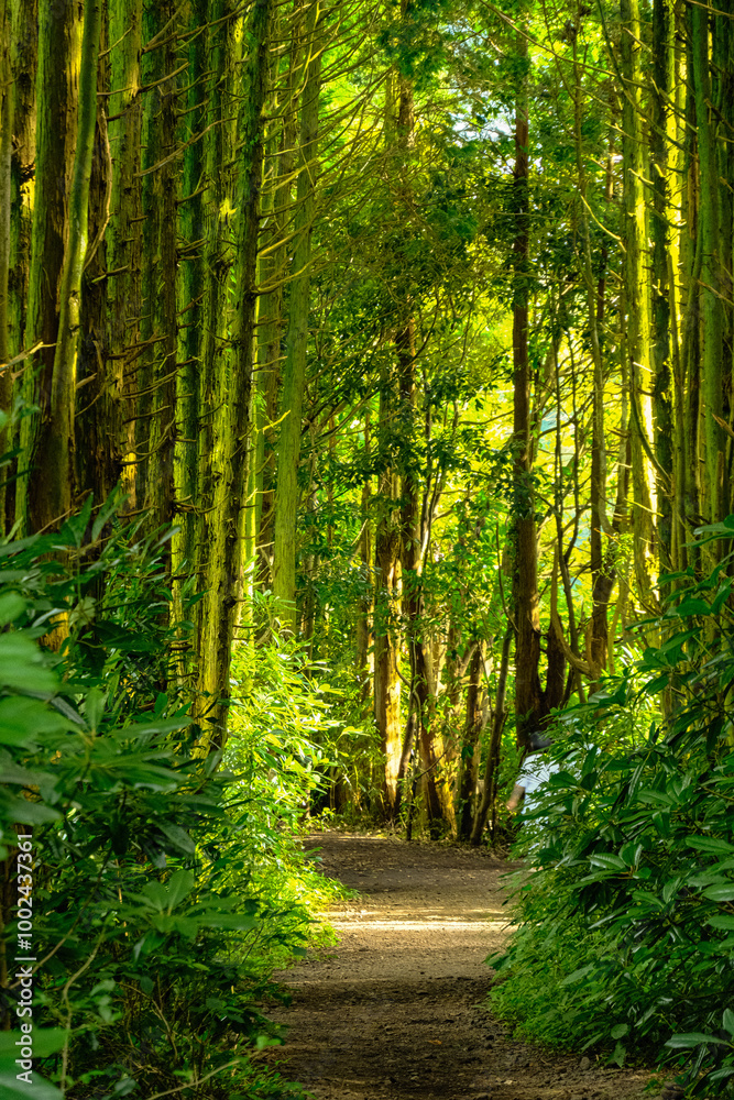 Fototapeta premium 제주도
