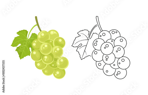 Bunch of green grapes. Color cartoon illustration and outline. 