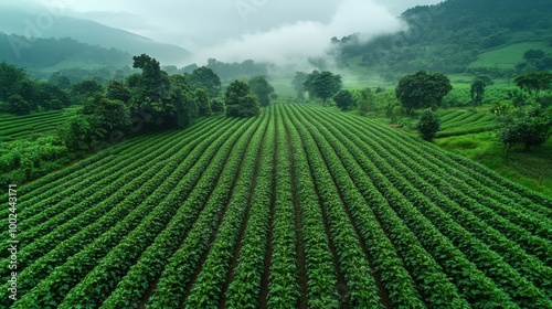 Lush Green Farmland with Scenic Mountain Background in Misty Morning