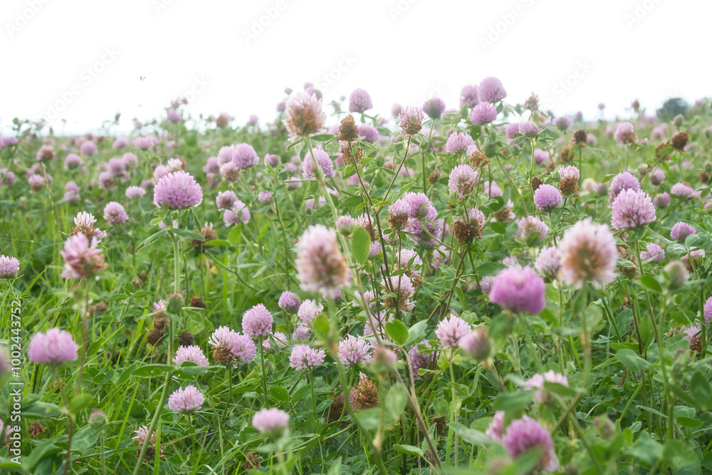 Summer meadow with clover. Pink and white flowers in the green grass. Medicinal plant Summer meadow with clover. Pink and white flowers in the green grass. Medicinal plant