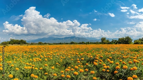Field of marigold flowers in full bloom, representing the spirit of the Day of the Dead celebration