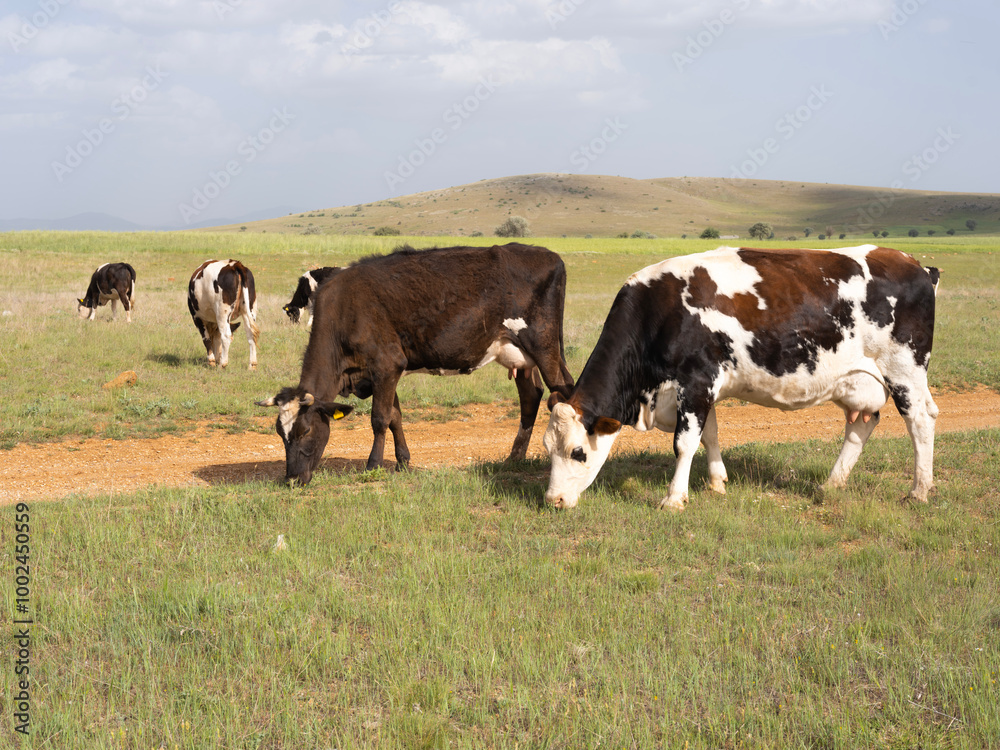Grazing cows, group or herd of grazing cows. Livestock photo of cattle eating green grass in summer day, hills and blue sky background. Copy space. Simmental and Holstein mammal animals. Grazing cows, group or herd of grazing cows. Livestock photo of cattle eating green grass in summer day, hills and blue sky background. Copy space. Simmental and Holstein mammal animals.