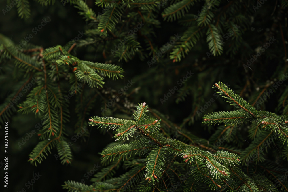 Close-up view of evergreen tree branches in a lush forest during the late afternoon sunlight Close-up view of evergreen tree branches in a lush forest during the late afternoon sunlight