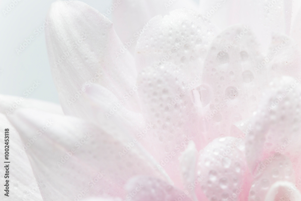 Pink petals, abstract romance background, pastel soft flower card, macro on flower with water drops, beautiful abstract background