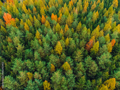 Aerial View of a Mixed Forest in Early Autumn with Green and Autumn Colors
