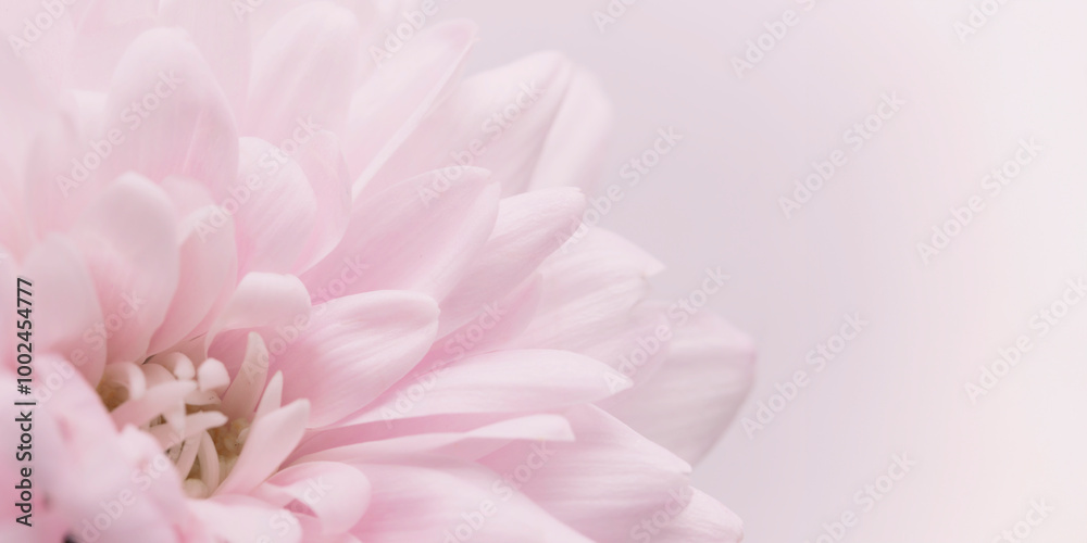 Pink petals, abstract romance background, pastel soft flower card, macro on flower with water drops, beautiful abstract background. Banner with free space for text, selective focus Pink petals, abstract romance background, pastel soft flower card, macro on flower with water drops, beautiful abstract background. Banner with free space for text, selective focus