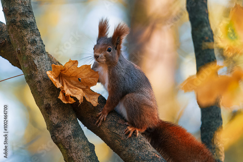 Close-up Side View of a Squirrel's Head with Blurred Background (sciurus vulgaris)