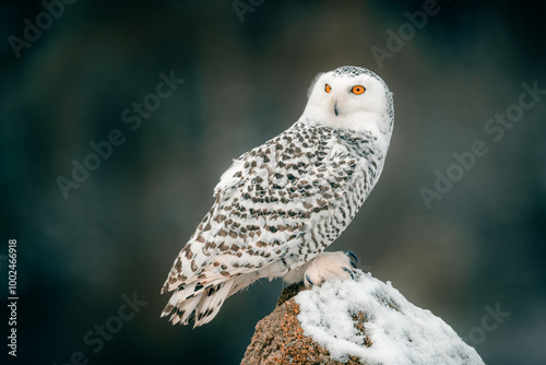 Snowy Owl with Striking Yellow Eyes Sitting on Snow-Covered Rock in Winter Forest (Bubo scandiacus)