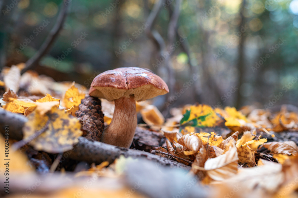 Close-up of Mushroom Growing in a Beautiful Forest with Bokeh Lights in the Background Close-up of Mushroom Growing in a Beautiful Forest with Bokeh Lights in the Background