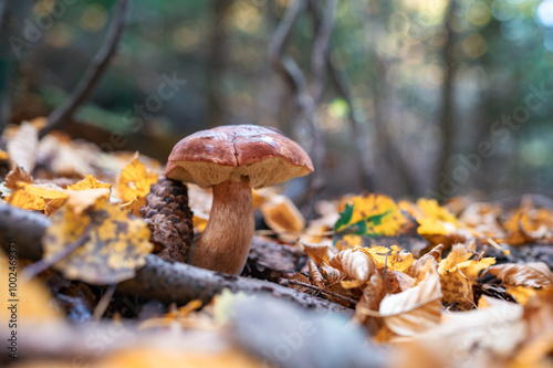 Close-up of Mushroom Growing in a Beautiful Forest with Bokeh Lights in the Background