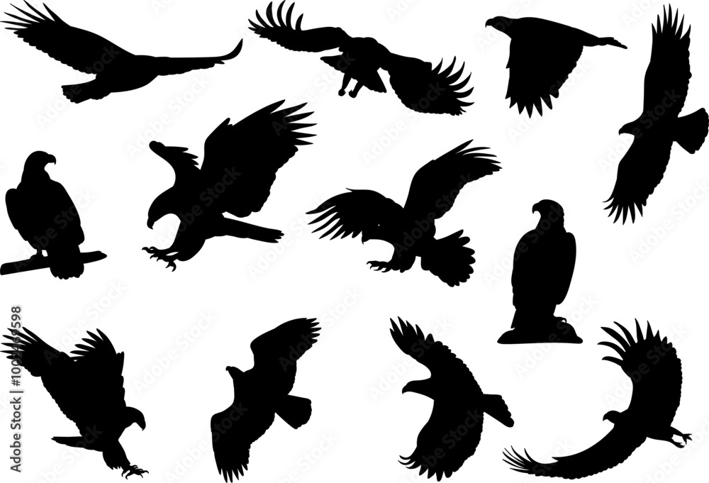 Obraz premium set eagle, hawk, birds silhouette, vector