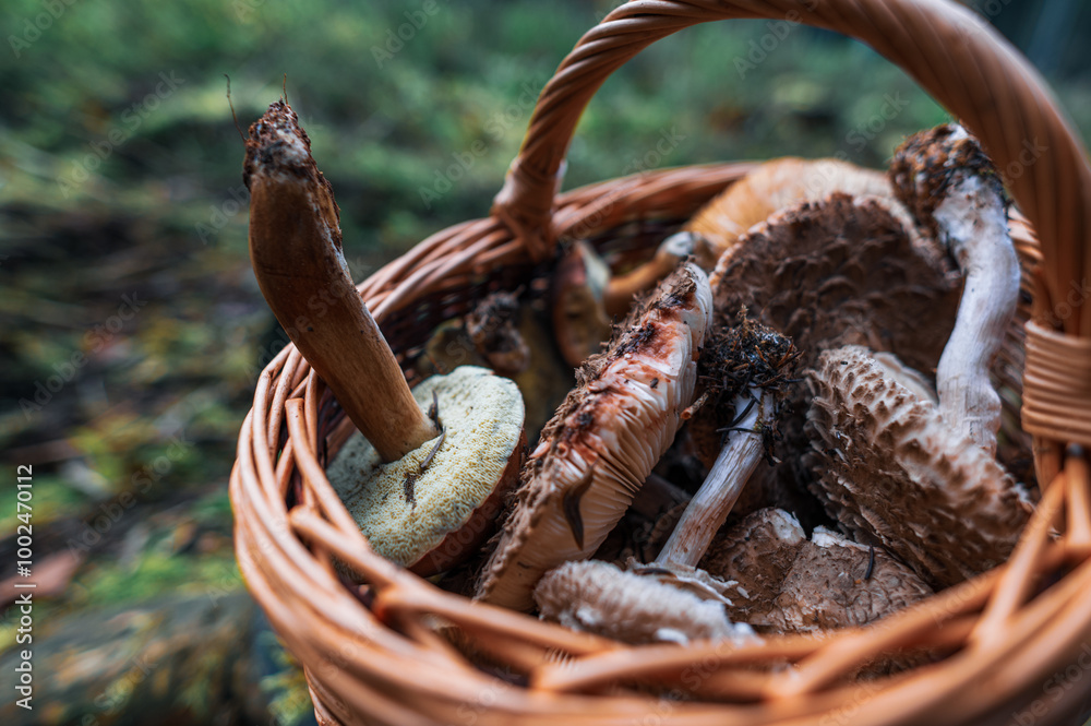 Wicker Basket Filled with Edible Mushrooms Collected from the Forest Wicker Basket Filled with Edible Mushrooms Collected from the Forest