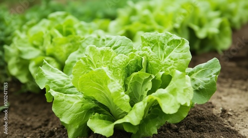 Fresh green lettuce growing in a sunny vegetable garden during the summer season, showcasing vibrant leaves and fertile soil