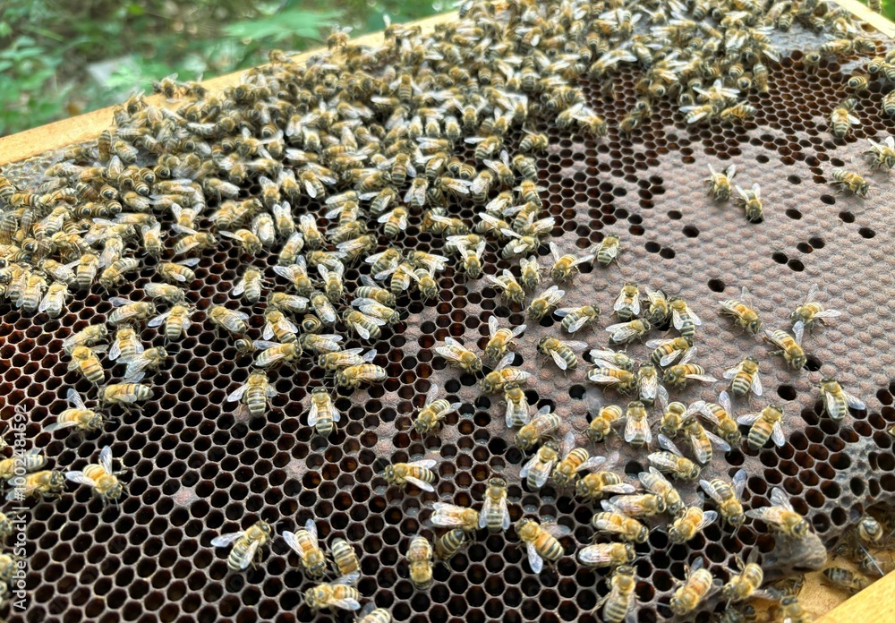 Close-up view of bees working on the brood cells of a hive Close-up view of bees working on the brood cells of a hive