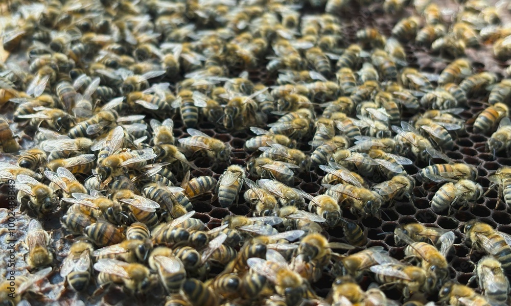 Bees on honeycomb in apiary. Close-up view of bees working on brood cells. Bees on honeycomb in apiary. Close-up view of bees working on brood cells.