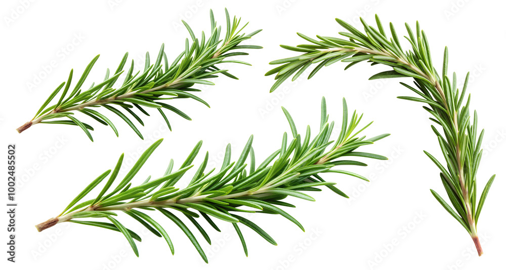 Fresh green rosemary branch and rosemary leaf isolated on a transparent background Fresh green rosemary branch and rosemary leaf isolated on a transparent background