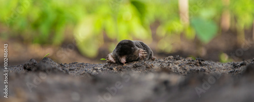 Dead mole in the garden. Selective focus.