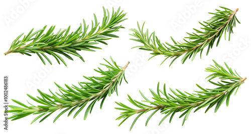 Fresh green rosemary branch and rosemary leaf isolated on a transparent background