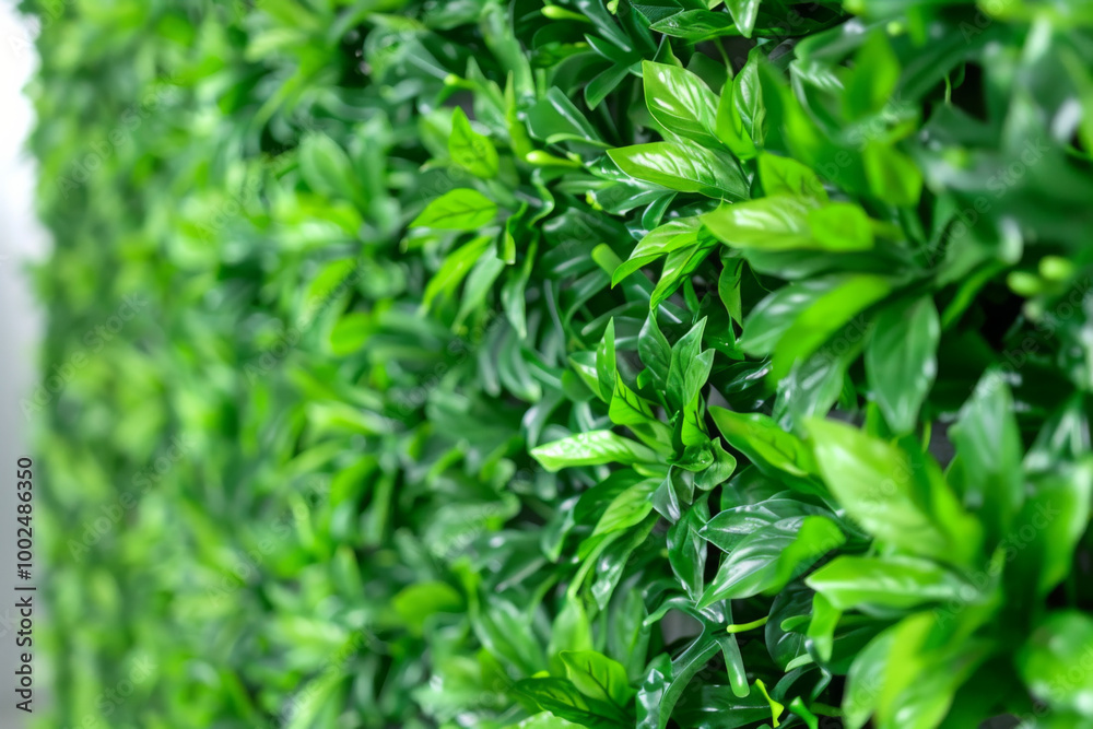 Lush green foliage creating a vibrant backdrop in a bright indoor environment Lush green foliage creating a vibrant backdrop in a bright indoor environment