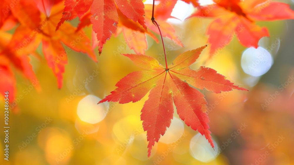 Vibrant red maple leaves hanging against a soft blurred autumn background in the forest Vibrant red maple leaves hanging against a soft blurred autumn background in the forest