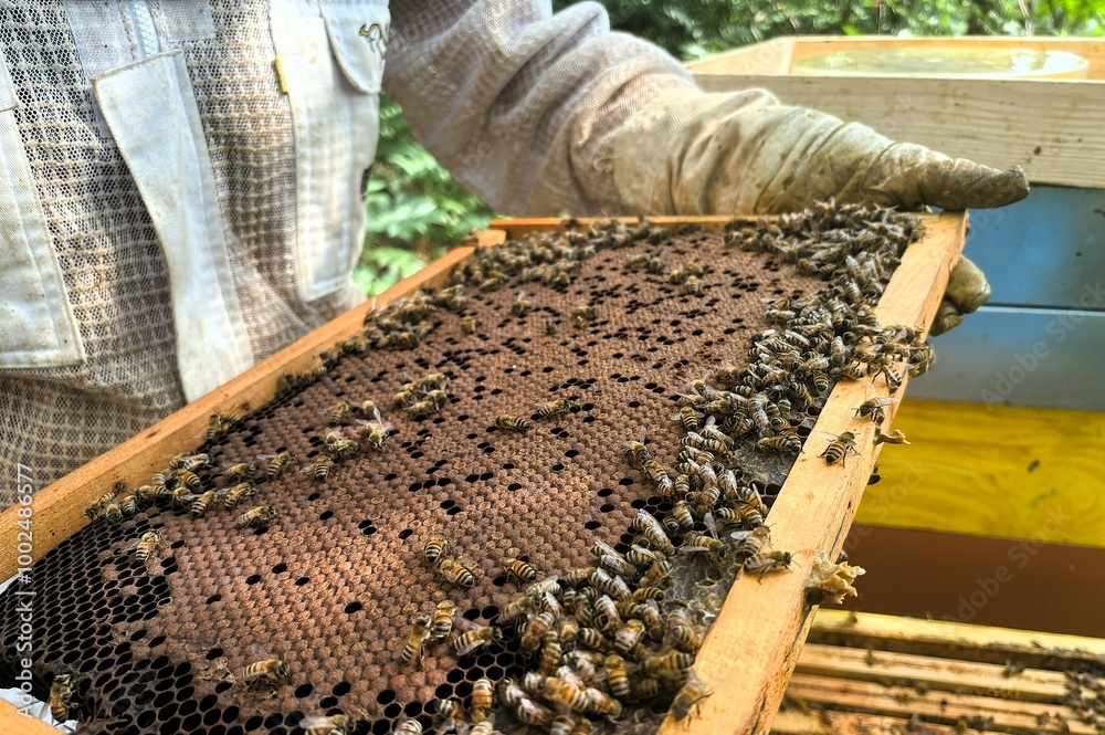 Beekeeper is taking out honeycomb frame from hive to control situation Beekeeper is taking out honeycomb frame from hive to control situation