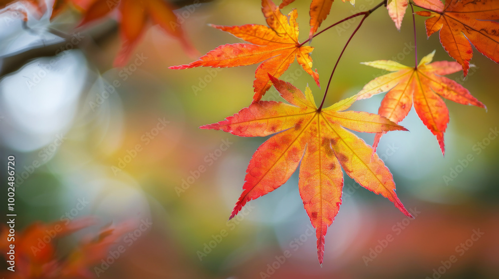 Vibrant red maple leaves displaying autumn colors in a serene natural setting Vibrant red maple leaves displaying autumn colors in a serene natural setting