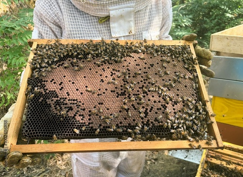 Beekeeper is taking out honeycomb frame from hive to control situation photo