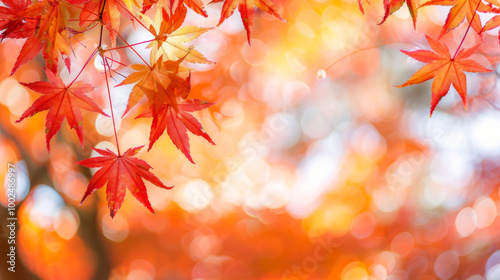 Vibrant autumn leaves illuminate a serene forest in soft, golden sunlight