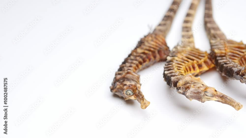 angle pan dry seahorse or hippocampus on white horizontal composition at 4K 59.94FPS angle pan dry seahorse or hippocampus on white horizontal composition at 4K 59.94FPS