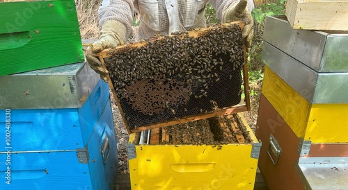 Beekeeper is taking out honeycomb frame from hive to control situation photo