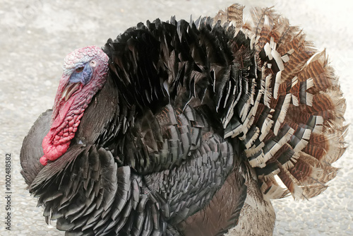 The dashing and muscular face of a male turkey. This animal commonly cultivated by humans has the scientific name Meleagris gallopavo. photo