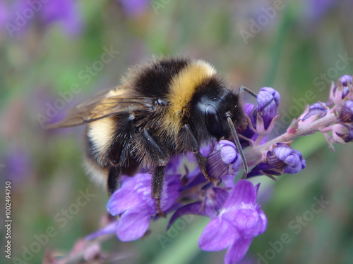 Buff-tailed bumble bee (Bombus terrestris), male resting on lavender