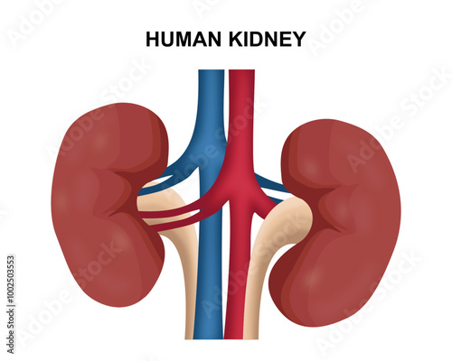 Human Kidney Illustration