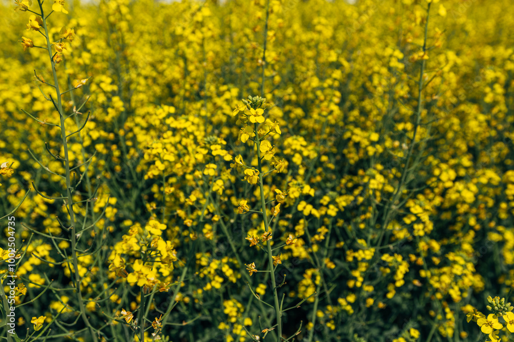 rapeseed field in spring, rapeseed flowers rapeseed field in spring, rapeseed flowers
