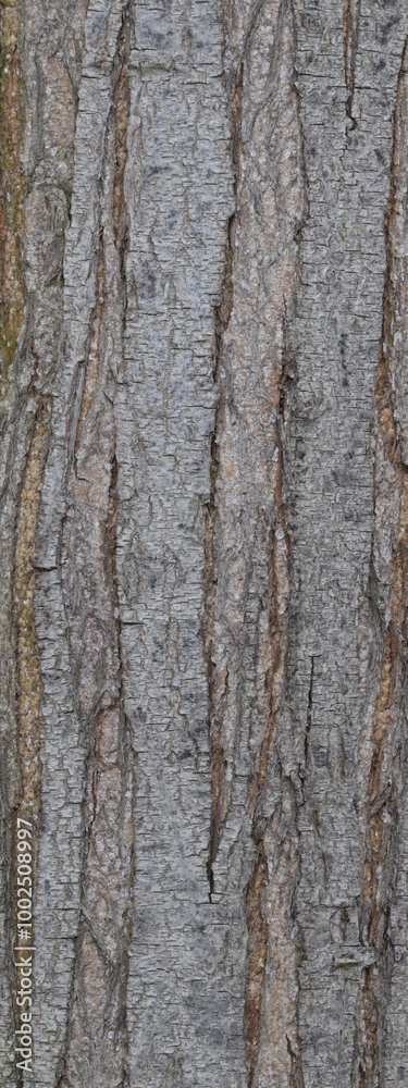 Beautiful close-up of the bark of acacia longifolia Beautiful close-up of the bark of acacia longifolia